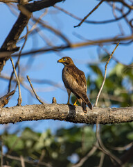 White eyed buzzard