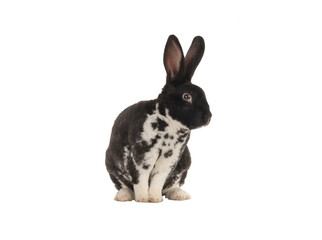black and white Rabbit isolated on white background