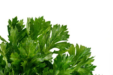 Celery isolated on white background