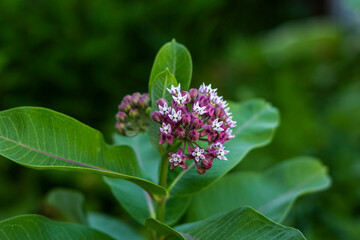 Vatochnik Syriac, lilac small flowers in bud