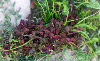 Photo of purple leaves of heart shaped oxalis plant outdoors
