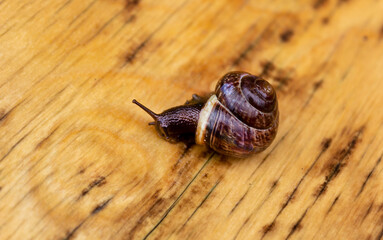 Snail on a wooden table. Snail in nature.
