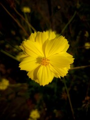 yellow flower in the gardens