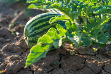 Watermelon grows on a green watermelon plantation in summer. Agricultural watermelon field.