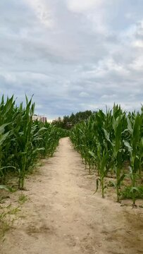 View of narrow trail through a green cornfield. Agricultural land, corn maze under blue cloudy sky