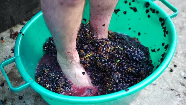 Grape-treading or grape-stomping in traditional winemaking. Senior farmer separates grapes from a bunch in traditional way. Grapes are trampled by barefoot man to release juices and begin fermentation