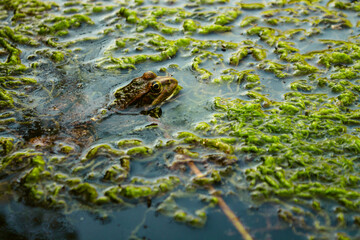 frog in a pond among algae, animal in the water