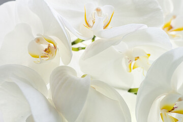 Fototapeta na wymiar the white orchids close-up buds