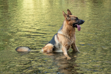 German Shepherd Dog Cooling in The River