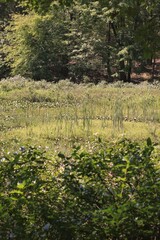 Summer green meadow.