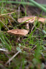 Echinoderma asperum close up