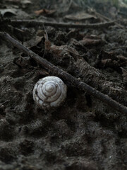 snail on leaf