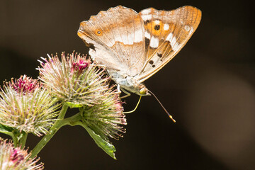 Schillerfalter mit geschlossenen Flügeln