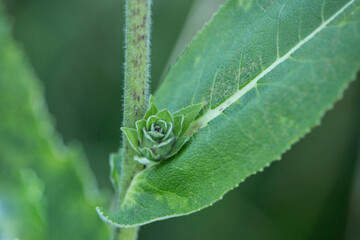 Detailaufnahme der entstehenden Blüte einer Wildpflanze