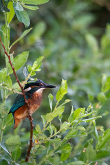 Juvenile common kingfisher perched on tree branch. RSPB Lakenheath Fen nature reserve, Suffolk.