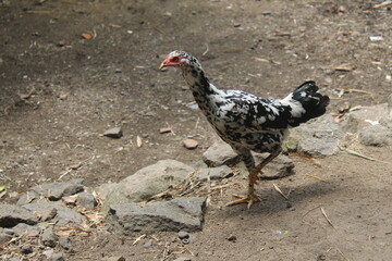 a hen in the backyard