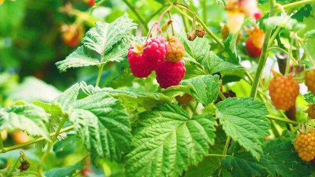 picking berries in summer. Agriculture. close-up of a bunch of raspberries sing on the bushes on a summer day. Raspberries grow on branches. Selective focus. raspberry bushes macro