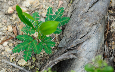 Wild hybridize plants in forest