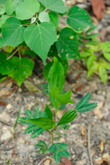 Wild hybridize plants in forest