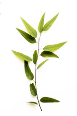 Flora of Gran Canaria - Eucalyptus camaldulensis, introduced species, isolated on white background