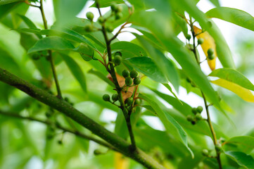 Litsea cubeba fruits grow on tree