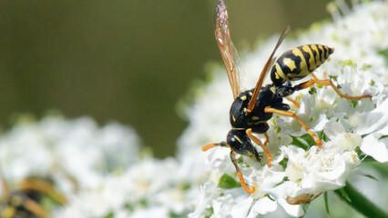 guêpe européenne - vespula germanica,