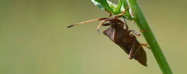 corée marginée - coreus marginatus