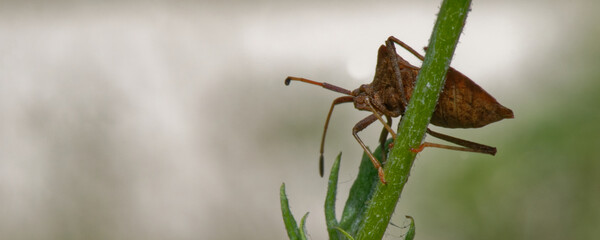 corée marginée - coreus marginatus