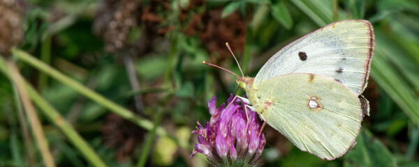 Soufré - Colias hyale