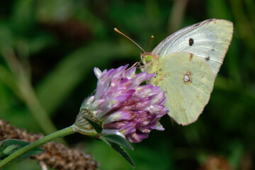 Soufré - Colias hyale