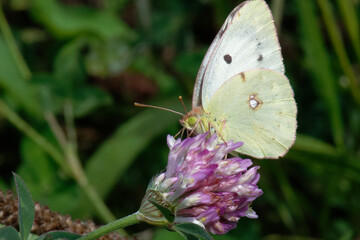 Soufré - Colias hyale