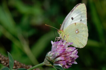 Soufré - Colias hyale
