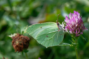 citron -  gonepteryx rhamni