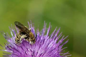 bourdon, bourdon gris - bourdon des champs - bombus pascuorum,
