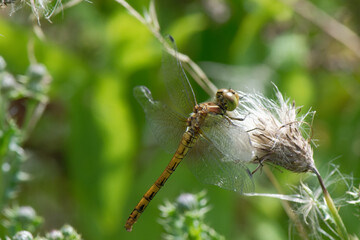 sympétrum sanguin - sympetrum sanguineum - femelle