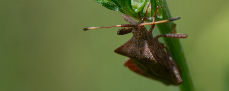 cor&eacute;e margin&eacute;e - coreus marginatus