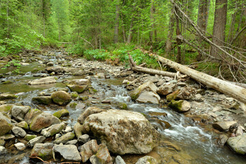 A stormy mountain river, bending around large stones and trunks of fallen trees, flows through a...