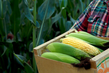 A young woman is holding a box of ripe corn on the cob. Hands of a girl with a box of corn before being sent for sale. The concept of food, survival, economy.