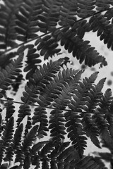 Leafy plants growing in the garden in a black and white monochrome.