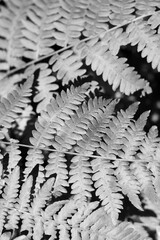 fern leaves in black and white  © Lina
