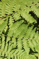 fern leaf in the forest