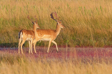 Naklejka na ściany i meble pair of spotted deers standing in grass