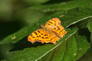 C-Falter mit ausgebreiteten Flügeln