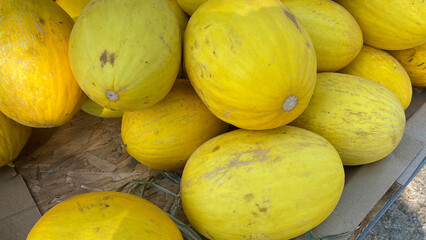 Background of yellow melons in a large pile