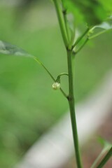 White chili flowers pierced from the base of the branch
