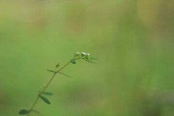Tiny white inflorescences of weeds.