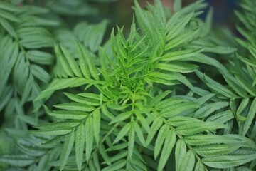 The tops of marigolds with green leaves