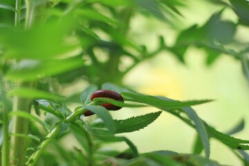 A millipede is walking on the branches of a marigold.
