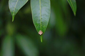 a spider perched on a leaf motionless