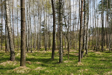 Forest at Beskid Mountains near Goczalkowice reservoir in Poland